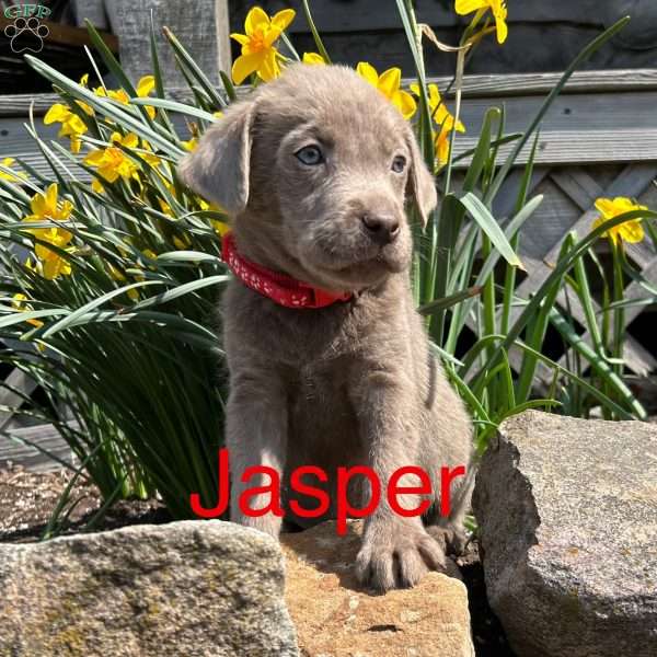 Jasper, Silver Labrador Retriever Puppy
